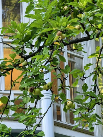 Переделкино крупным планом: новый проект, который объединит писателей, художников и фотографов